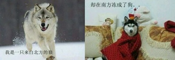 南方凍成狗